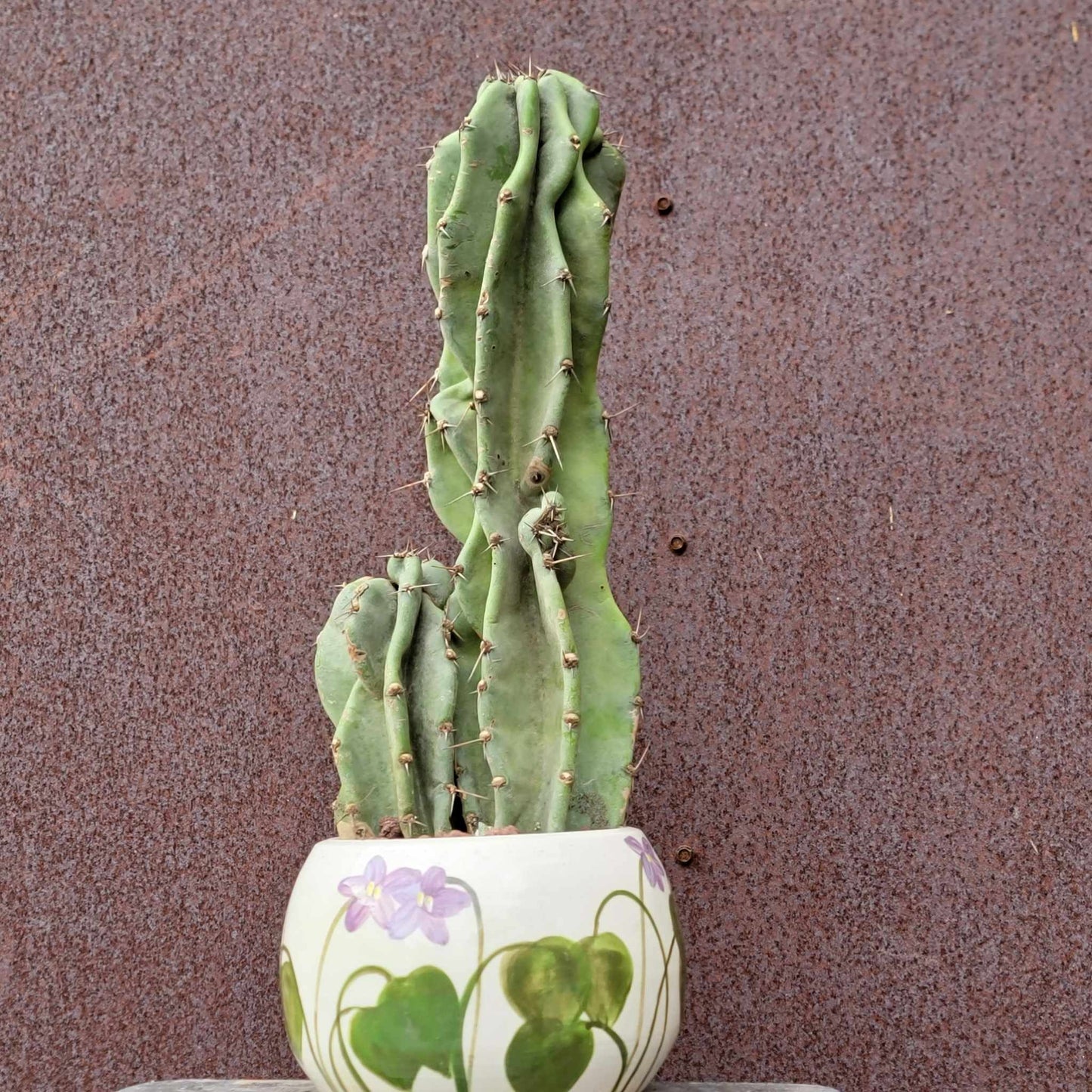 Cereus peruvianus var. monstrosus - Peruvian Apple Cactus