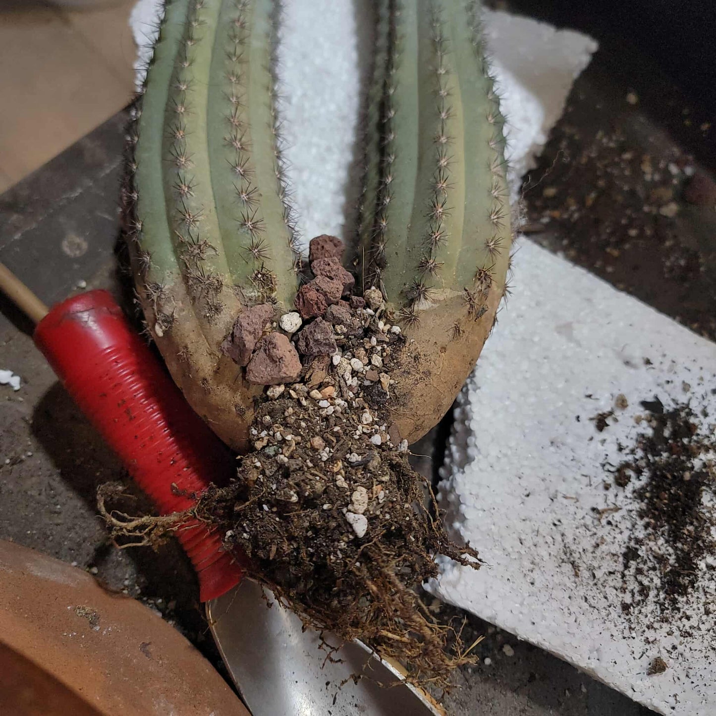 Cipocereus bradei - Double Head