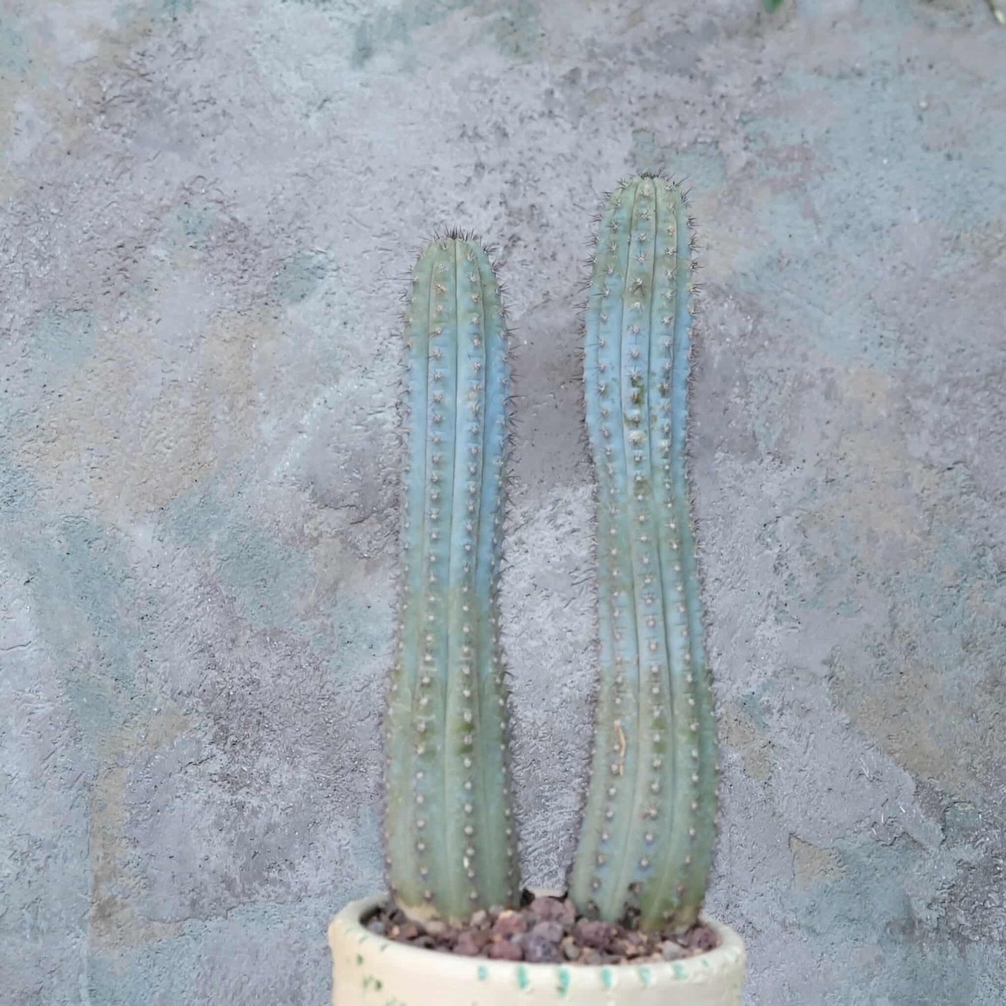 Cipocereus bradei - Double Head