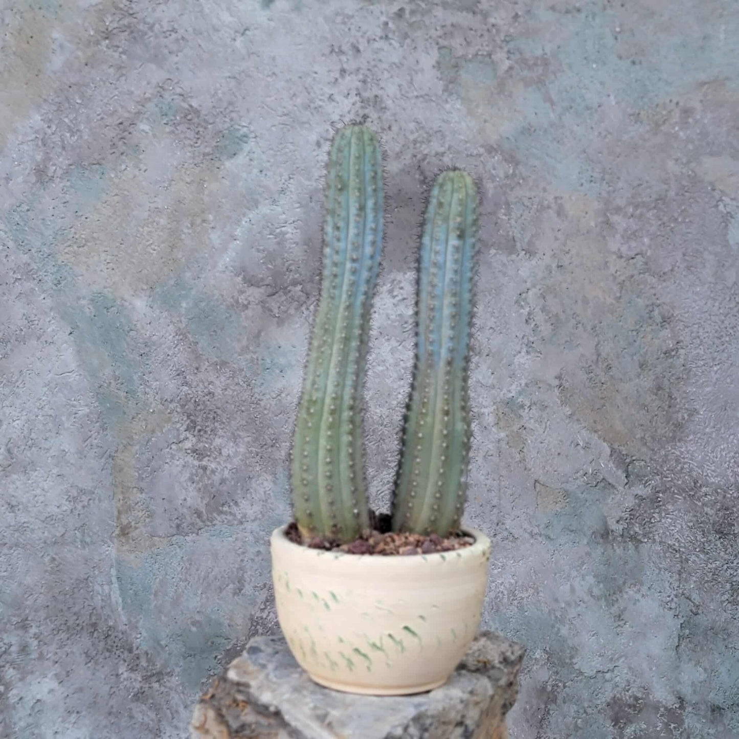 Cipocereus bradei - Double Head