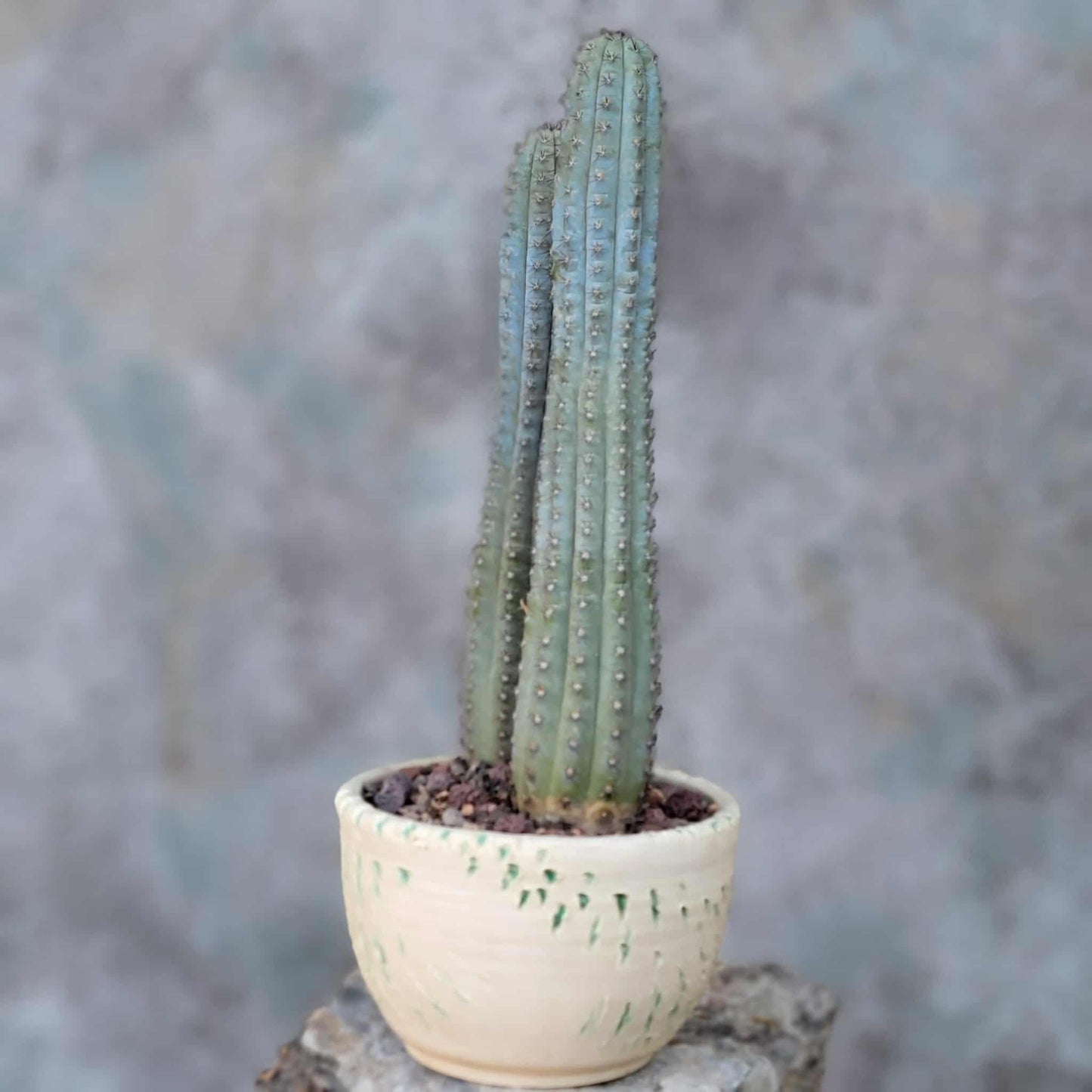 Cipocereus bradei - Double Head