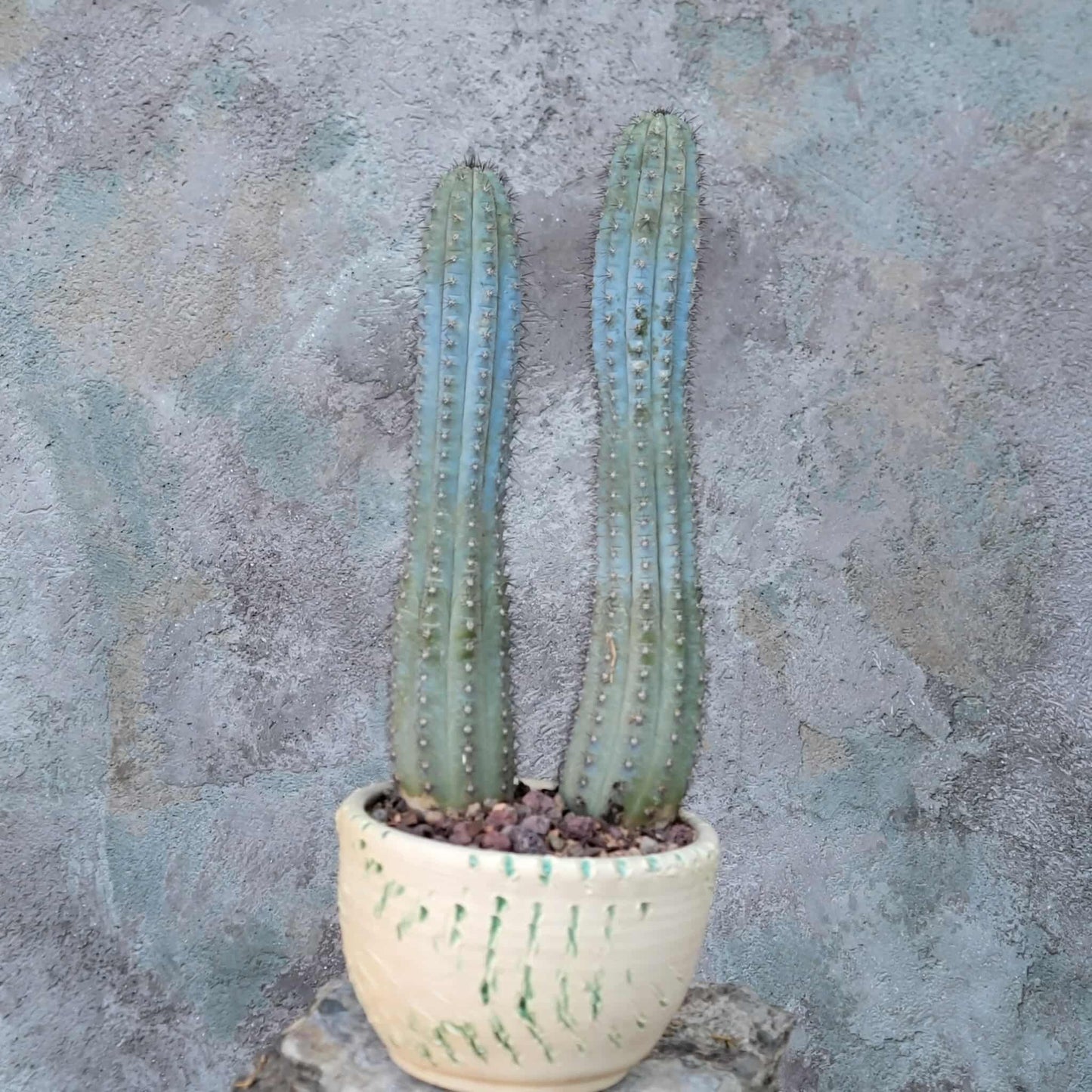 Cipocereus bradei - Double Head