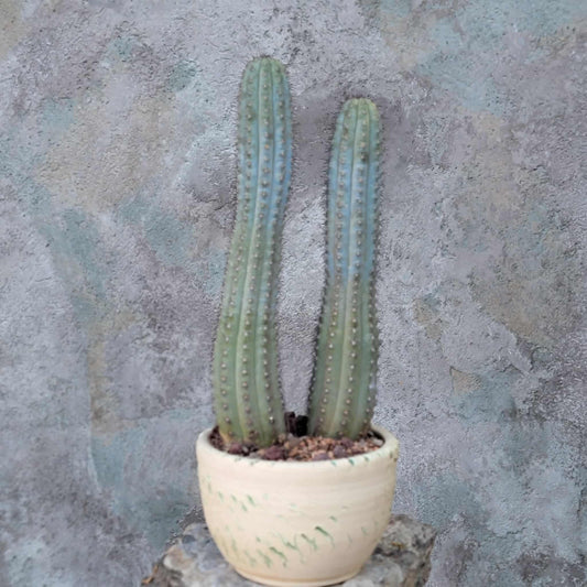 Cipocereus bradei - Double Head