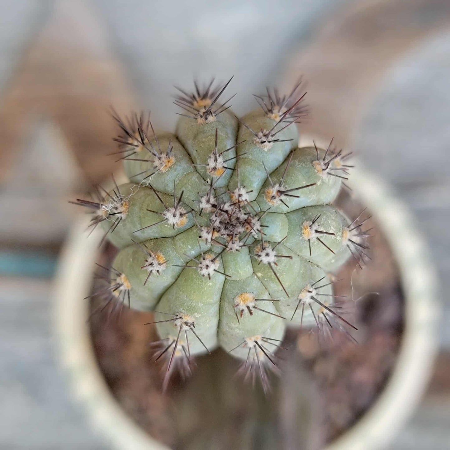 Cipocereus bradei - Double Head