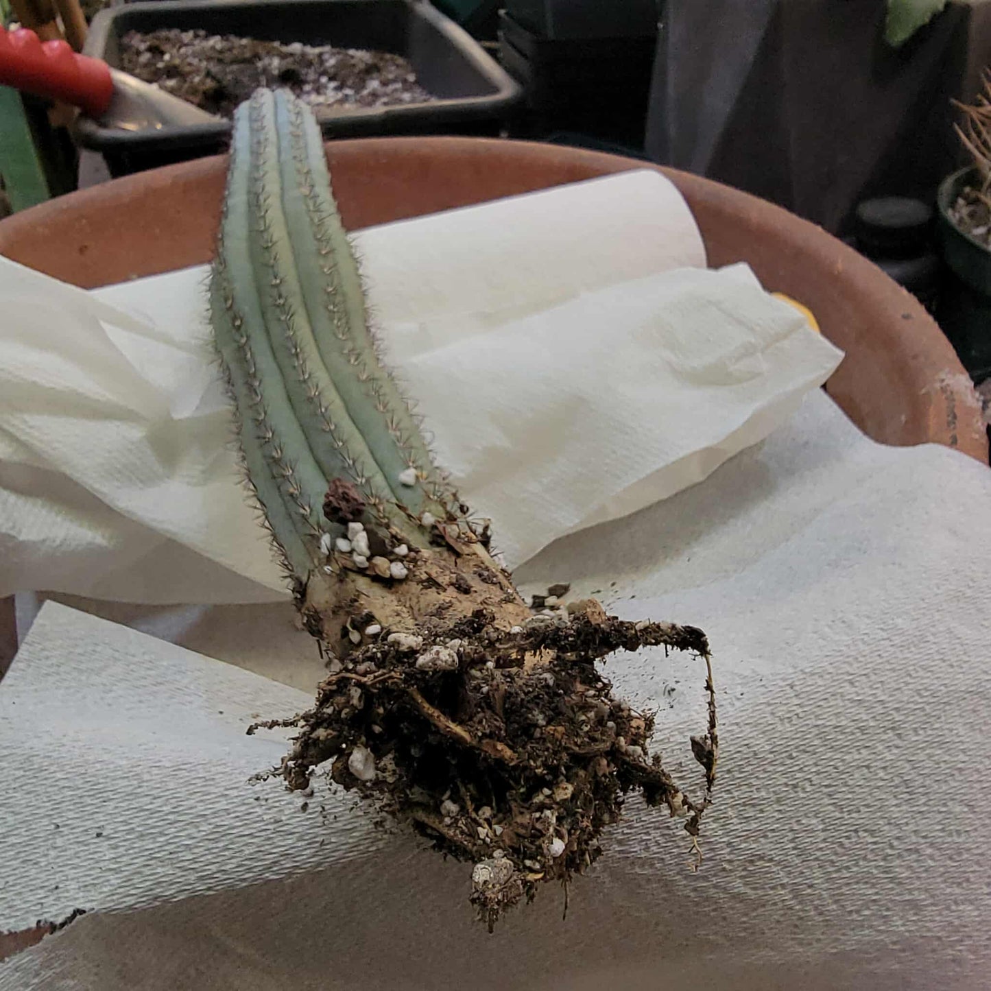 Cipocereus bradei