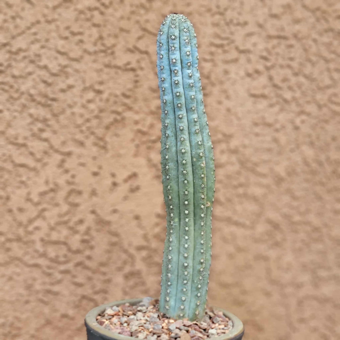 Cipocereus bradei - Single