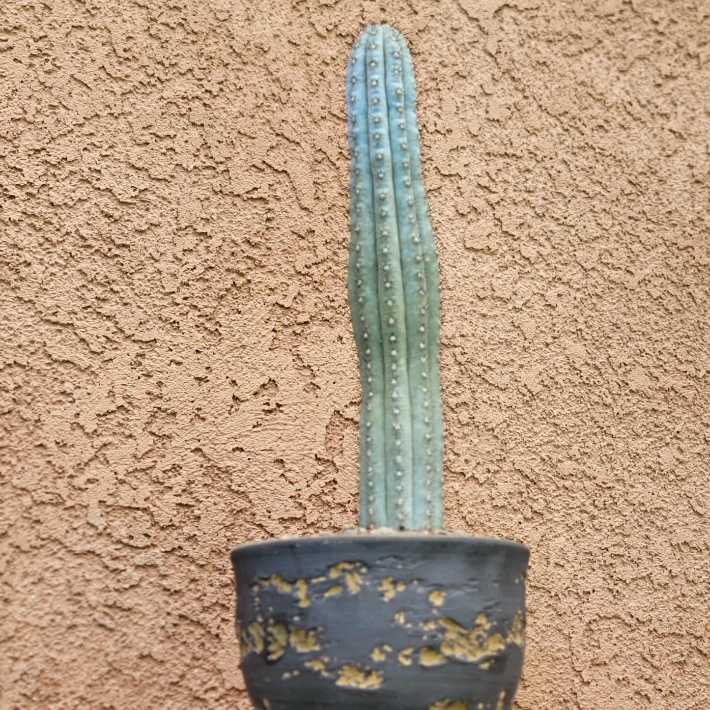 Cipocereus bradei - Single