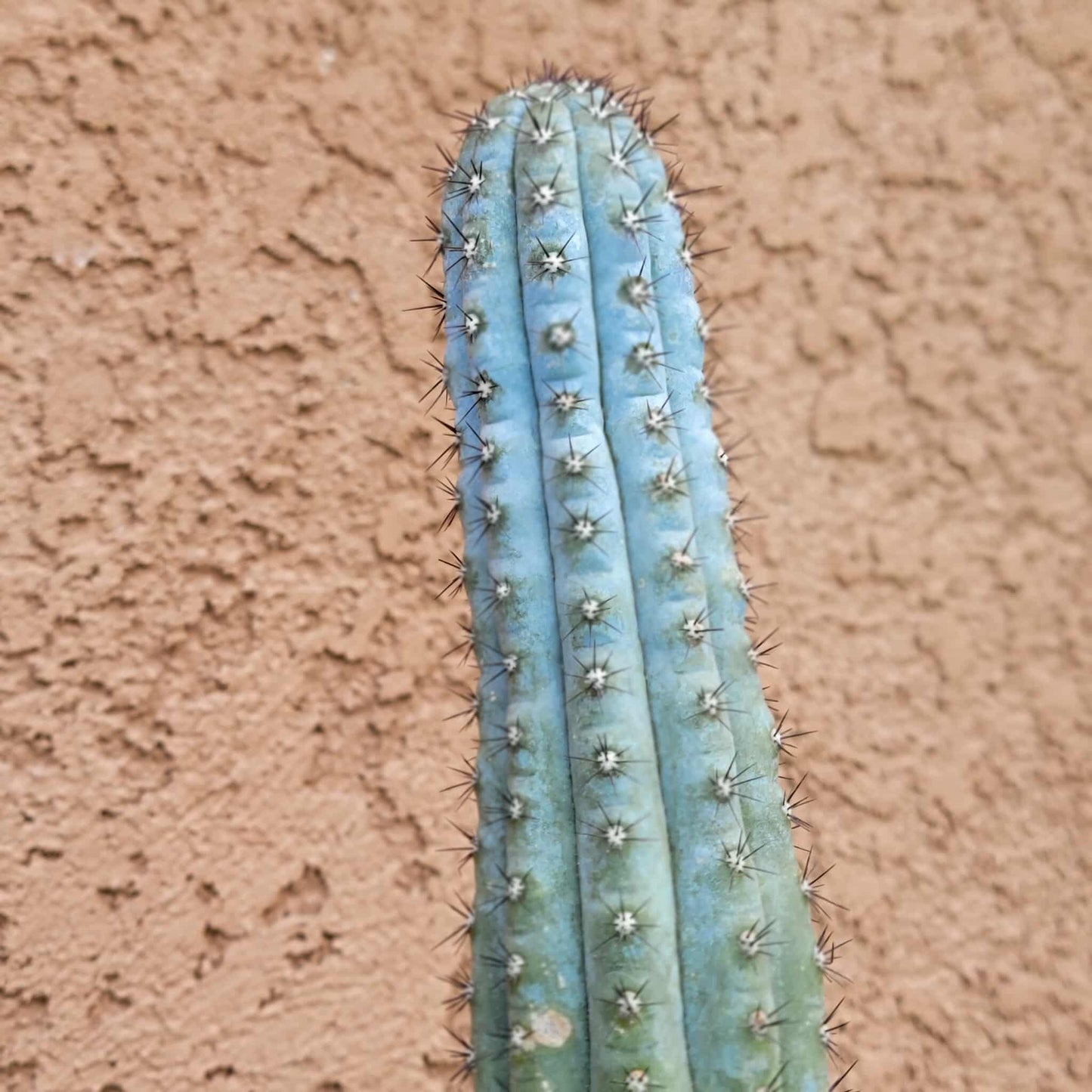 Cipocereus bradei - Single
