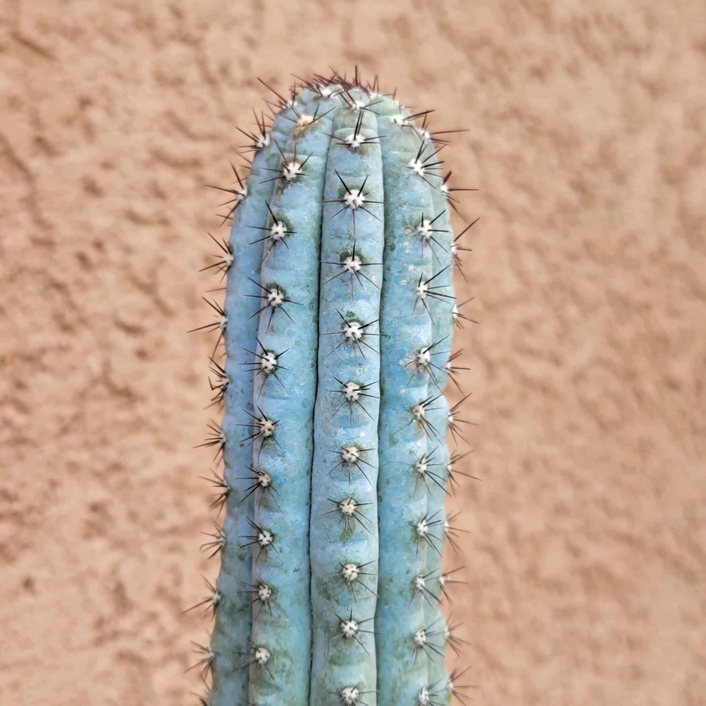 Cipocereus bradei - Single