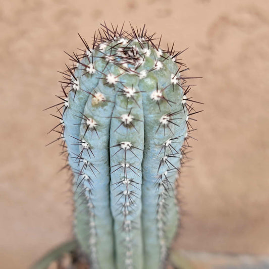 Cipocereus bradei - Single