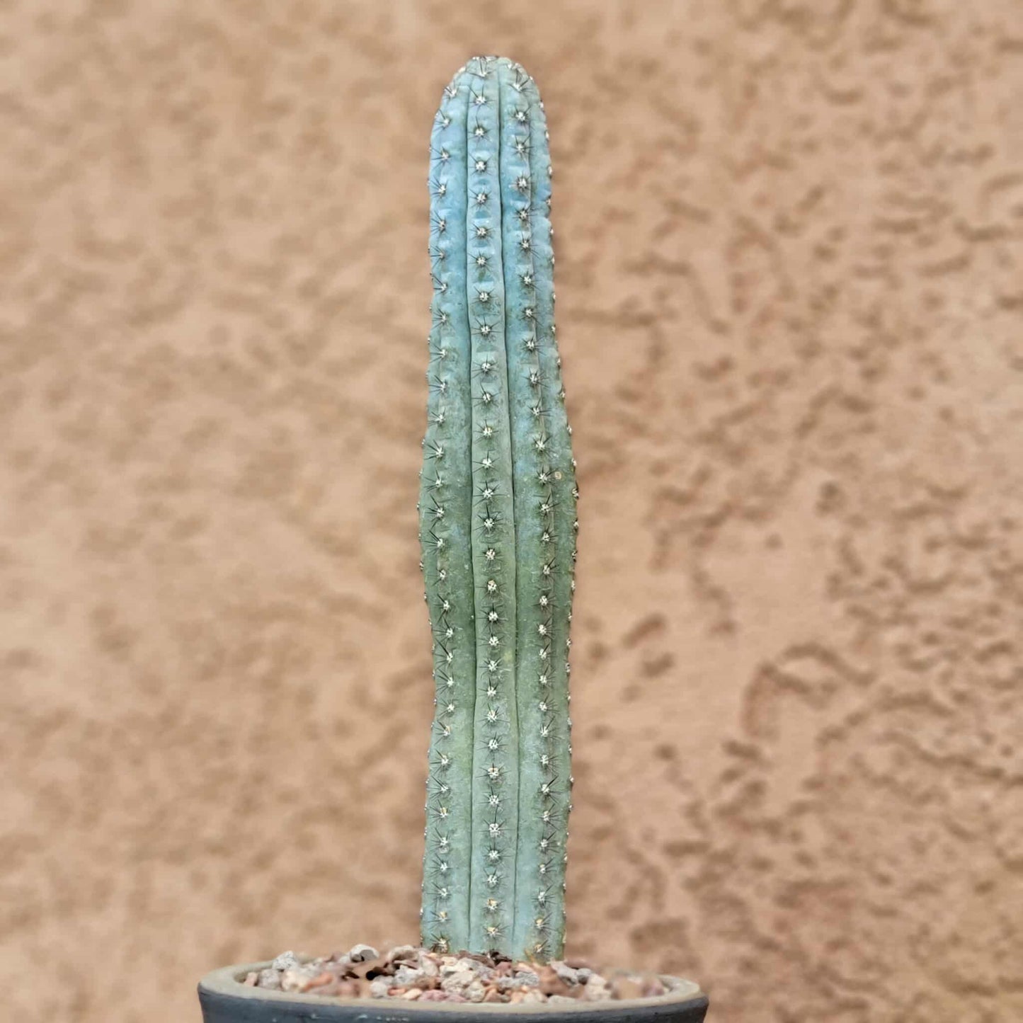Cipocereus bradei - Single