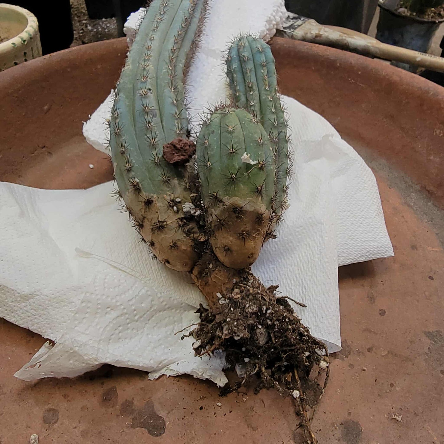 Cipocereus bradei - Triple Head
