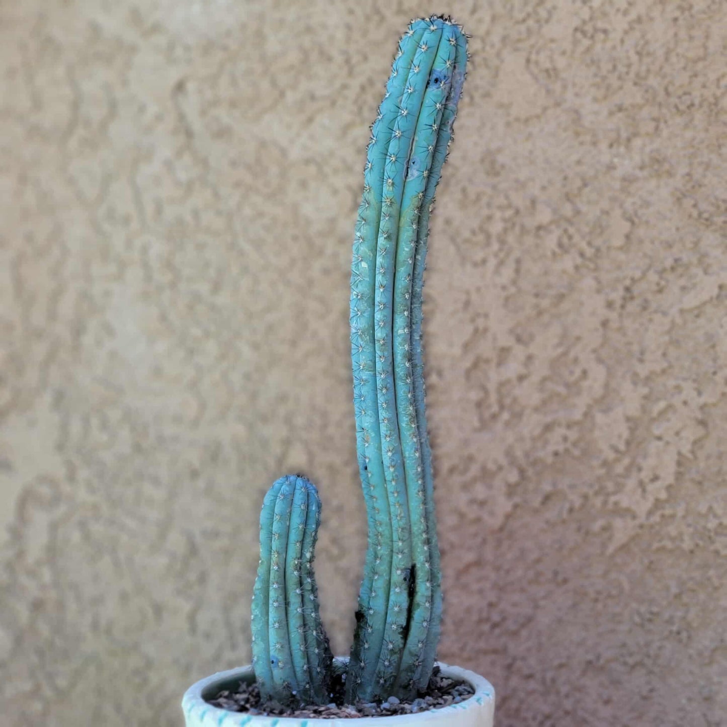 Cipocereus bradei - Triple Head