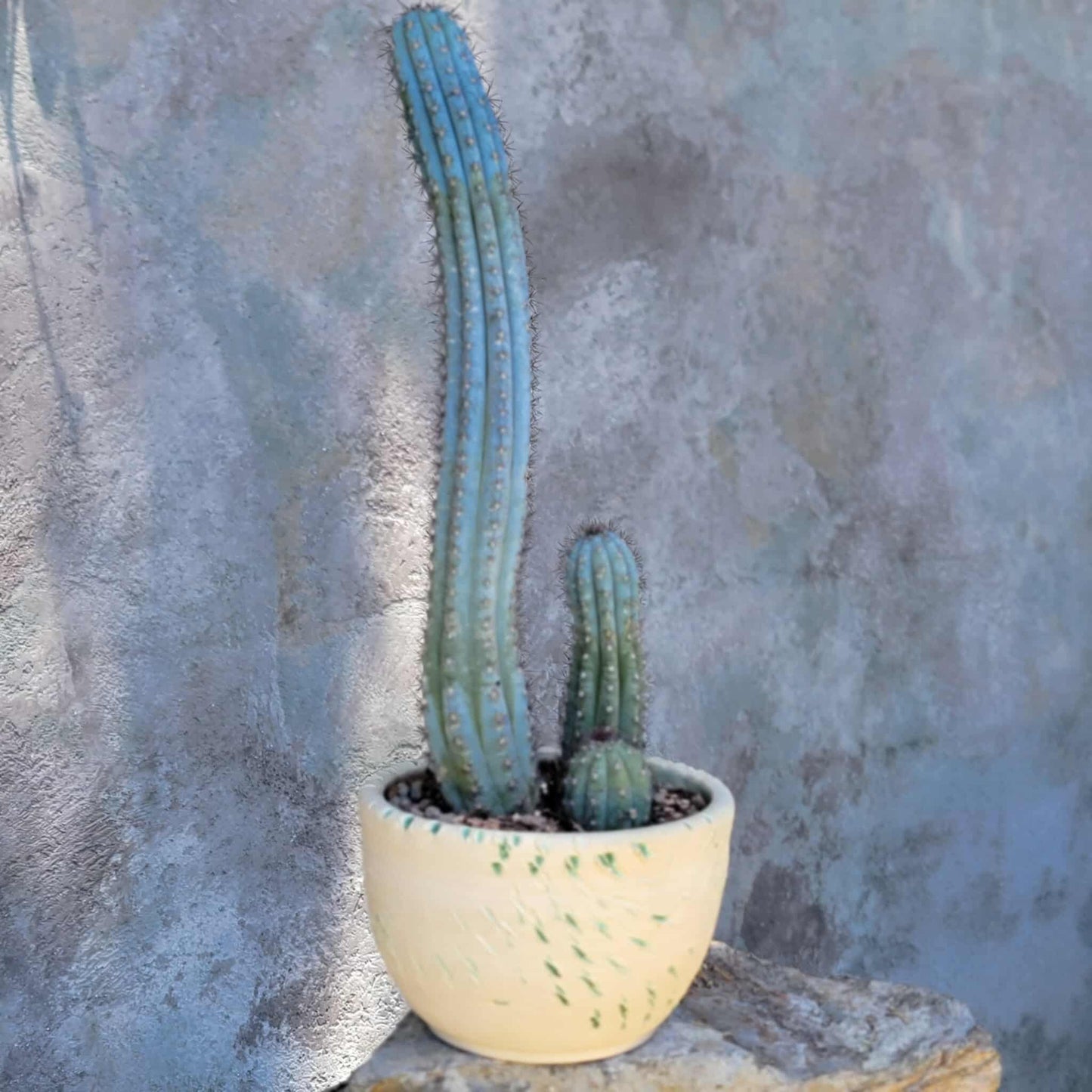 Cipocereus bradei - Triple Head