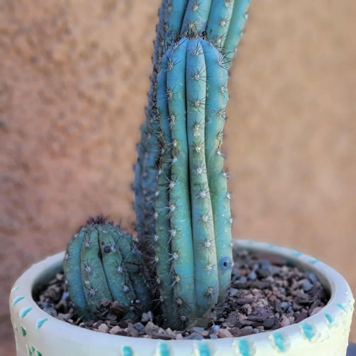 Cipocereus bradei - Triple Head