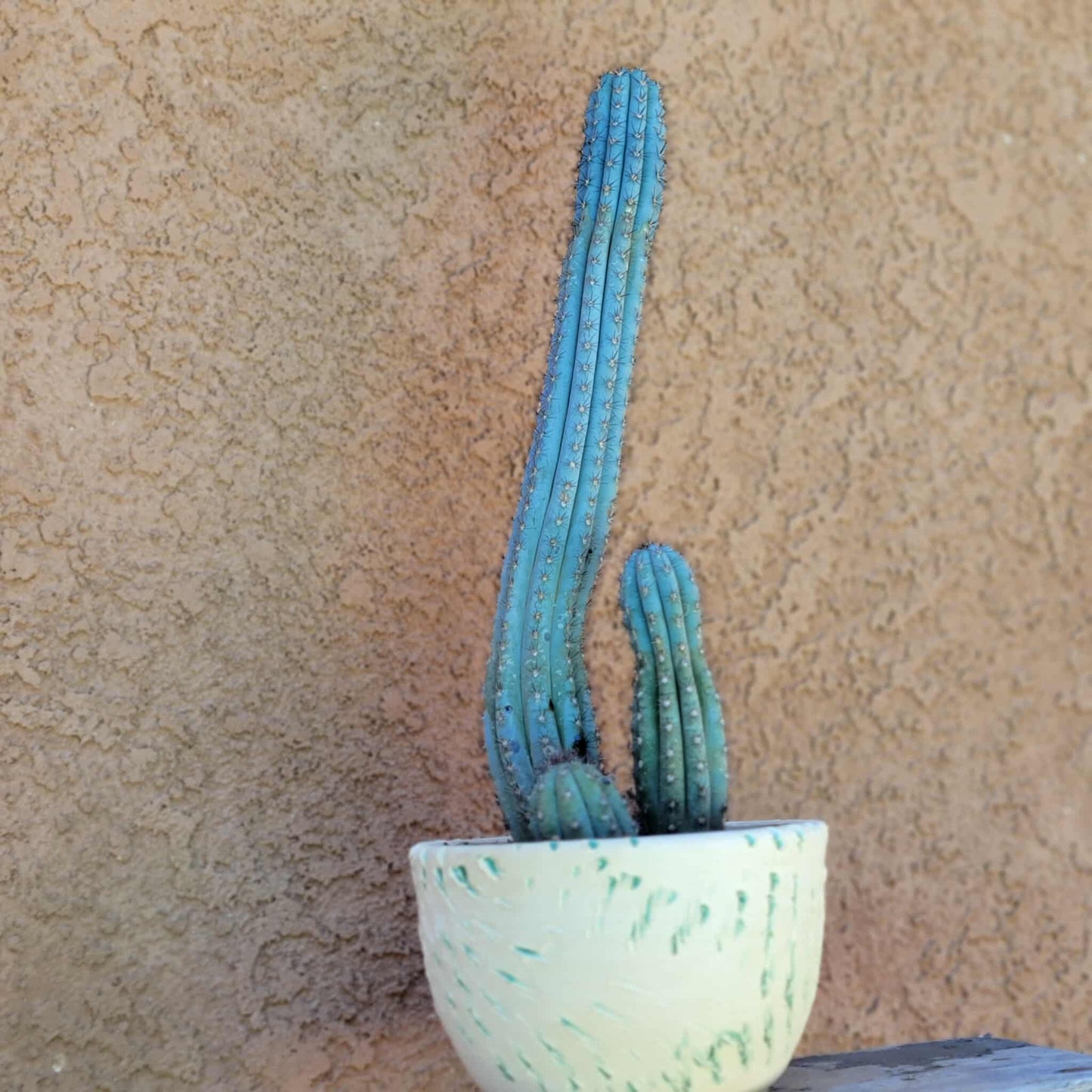 Cipocereus bradei - Triple Head