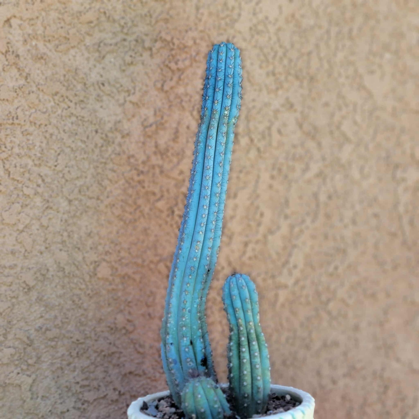 Cipocereus bradei - Triple Head