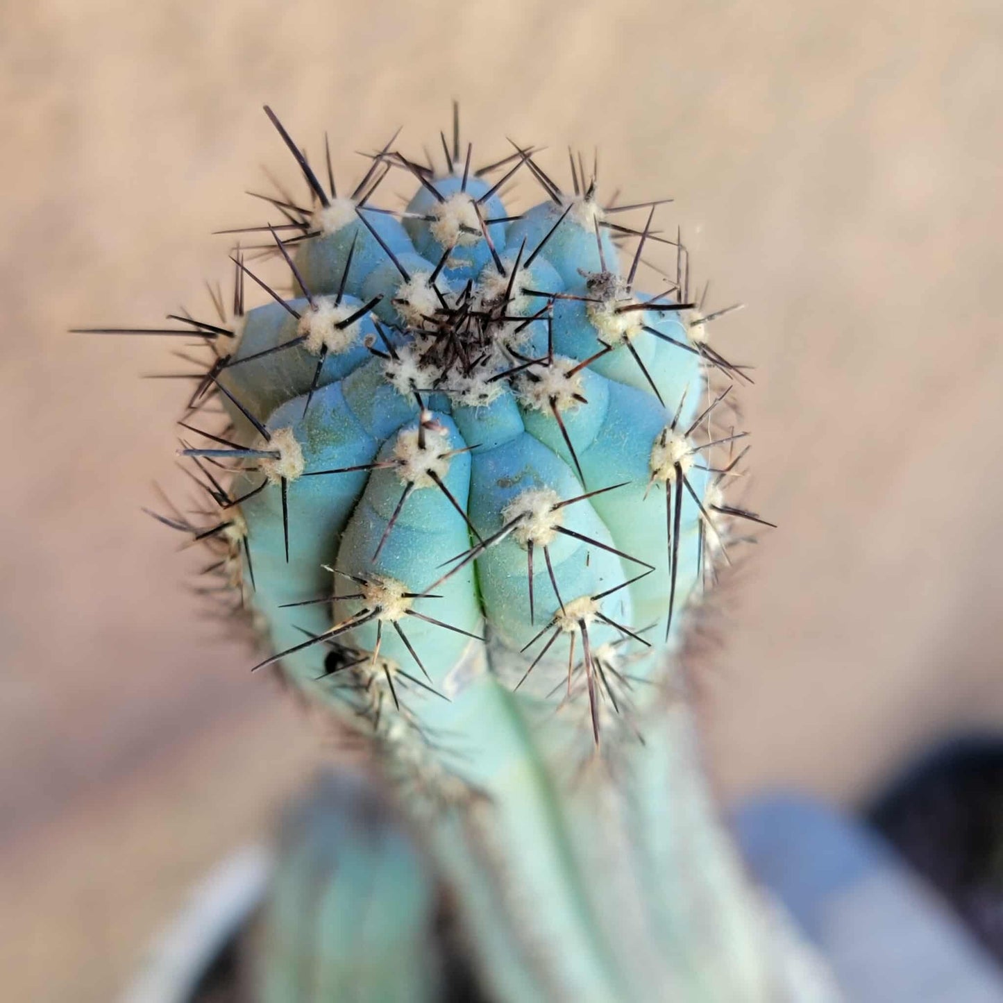 Cipocereus bradei - Triple Head