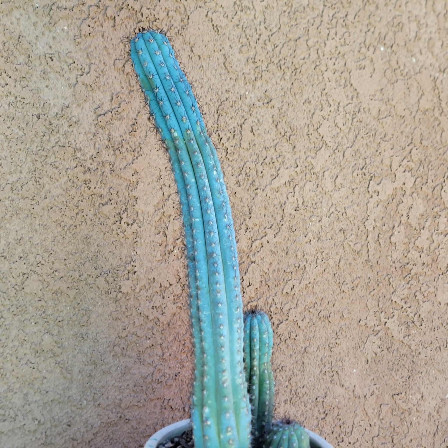 Cipocereus bradei - Triple Head