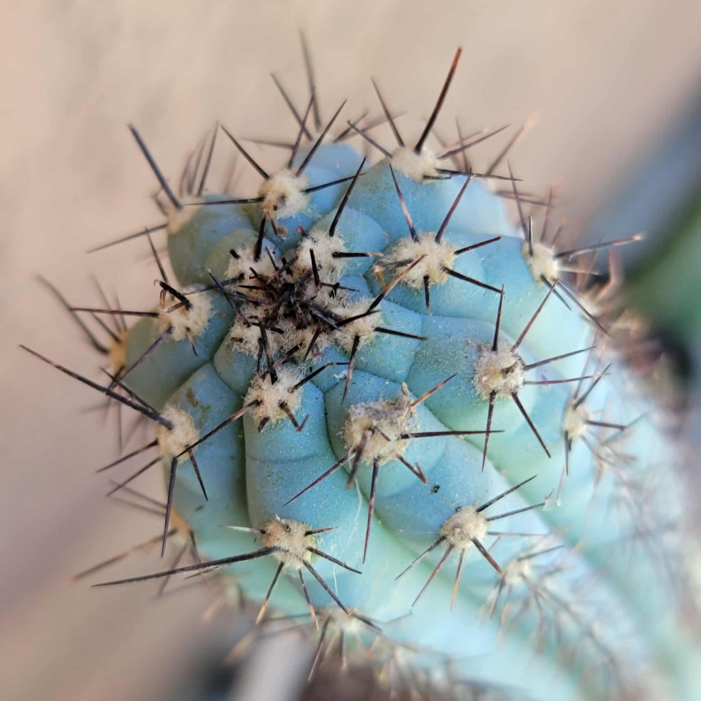 Cipocereus bradei - Triple Head