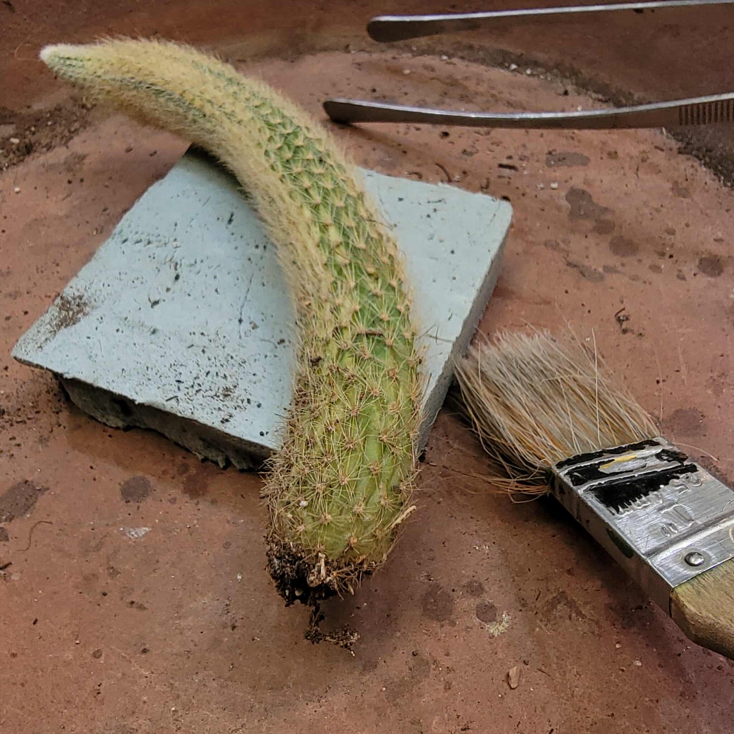 Cleistocactus colademononis variegata - Variegated Monkey Tail Cactus