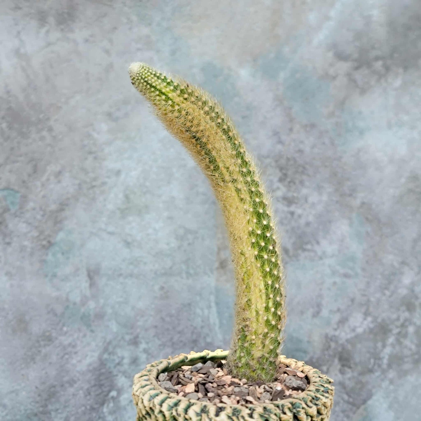 Cleistocactus colademononis variegata - Variegated Monkey Tail Cactus