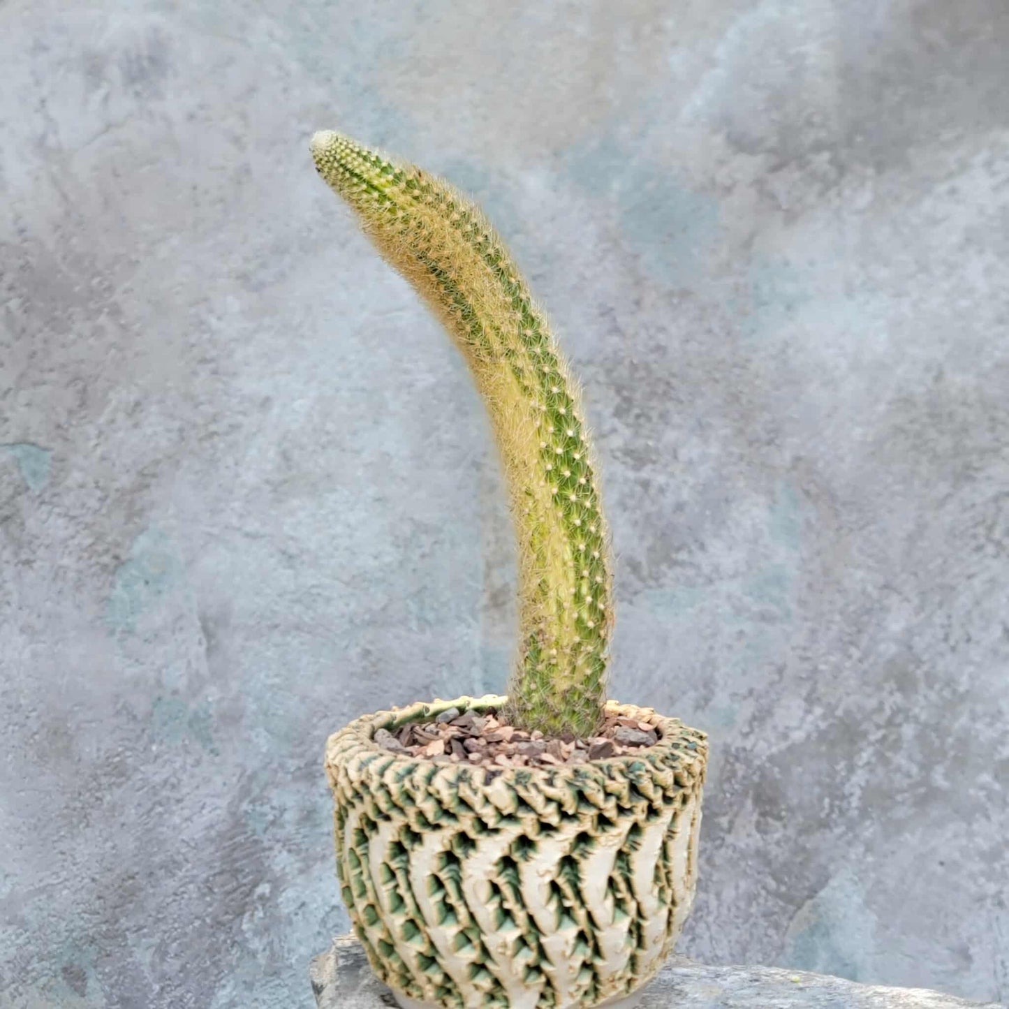 Cleistocactus colademononis variegata - Variegated Monkey Tail Cactus