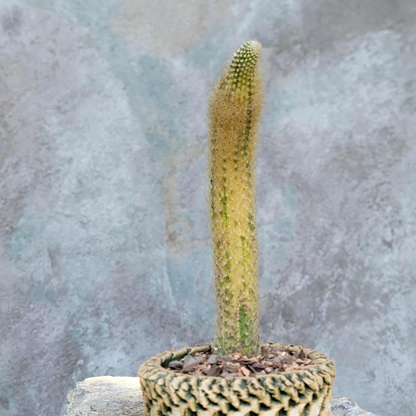 Cleistocactus colademononis variegata - Variegated Monkey Tail Cactus