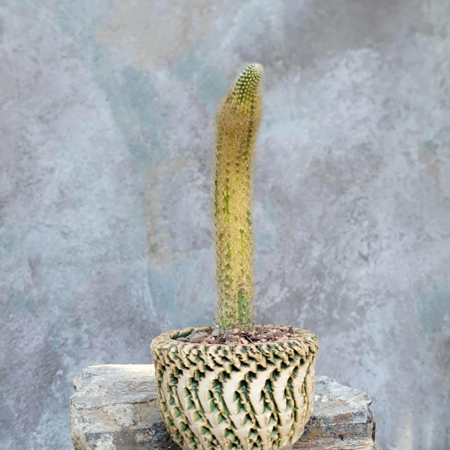 Cleistocactus colademononis variegata - Variegated Monkey Tail Cactus