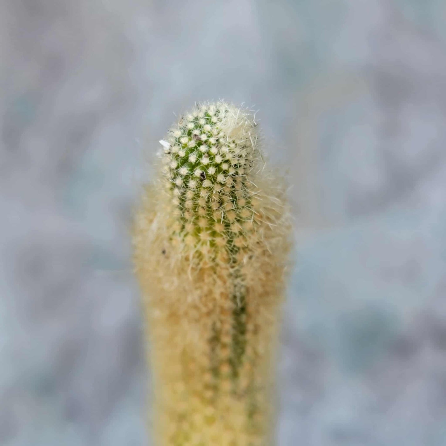 Cleistocactus colademononis variegata - Variegated Monkey Tail Cactus