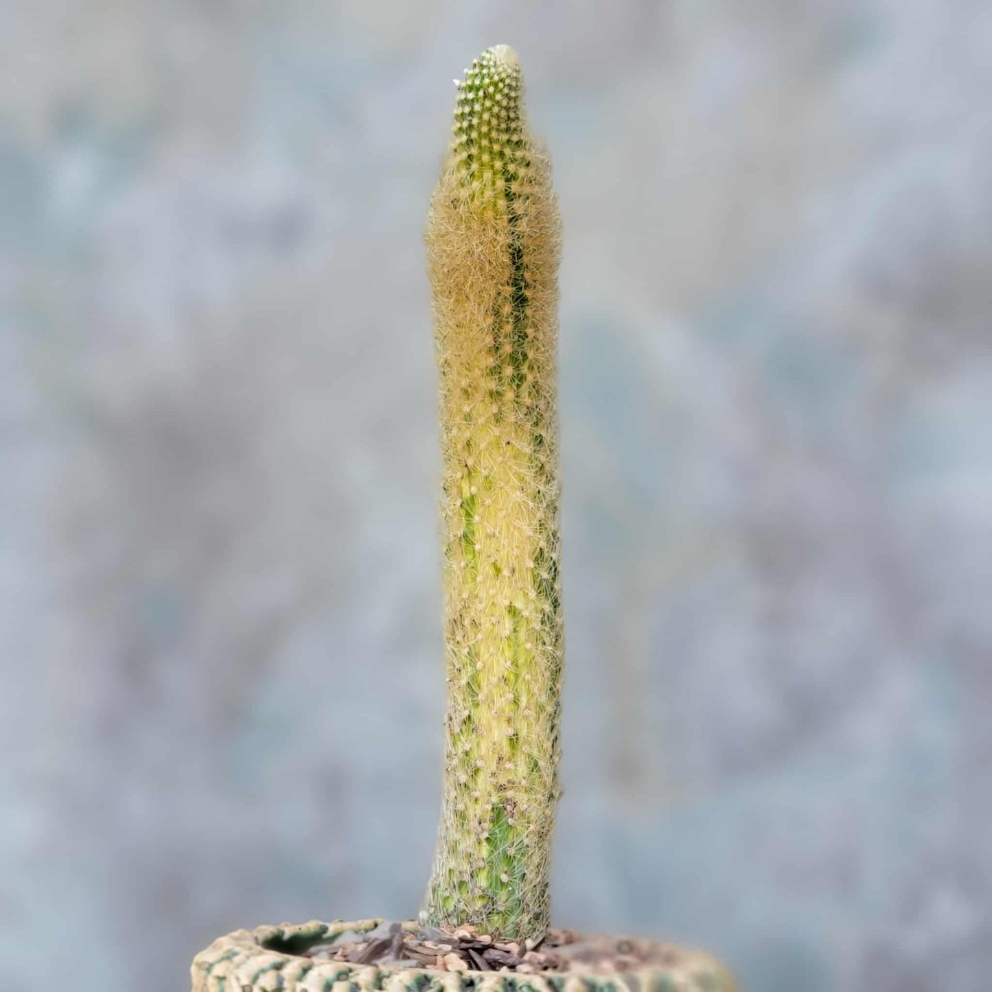 Cleistocactus colademononis variegata - Variegated Monkey Tail Cactus