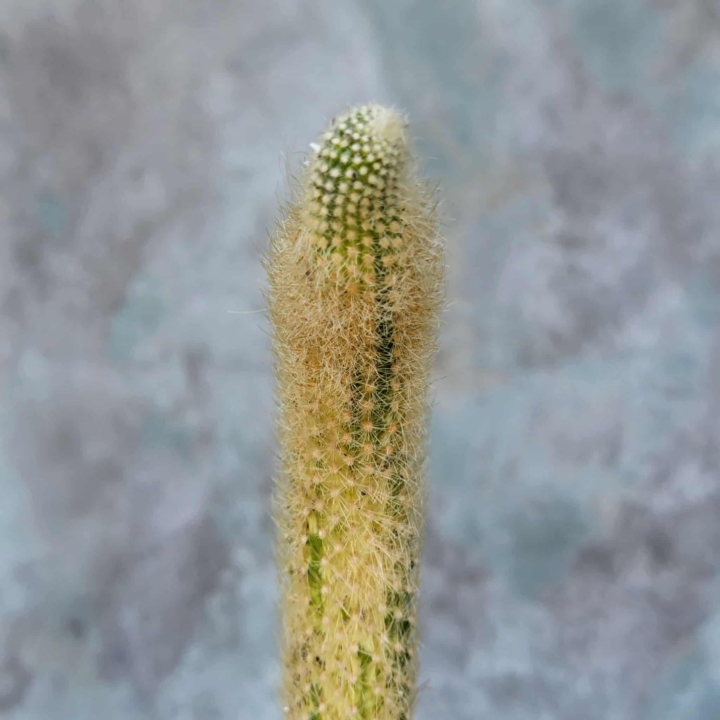 Cleistocactus colademononis variegata - Variegated Monkey Tail Cactus