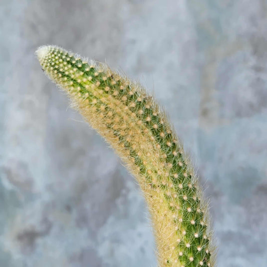 Cleistocactus colademononis variegata - Variegated Monkey Tail Cactus