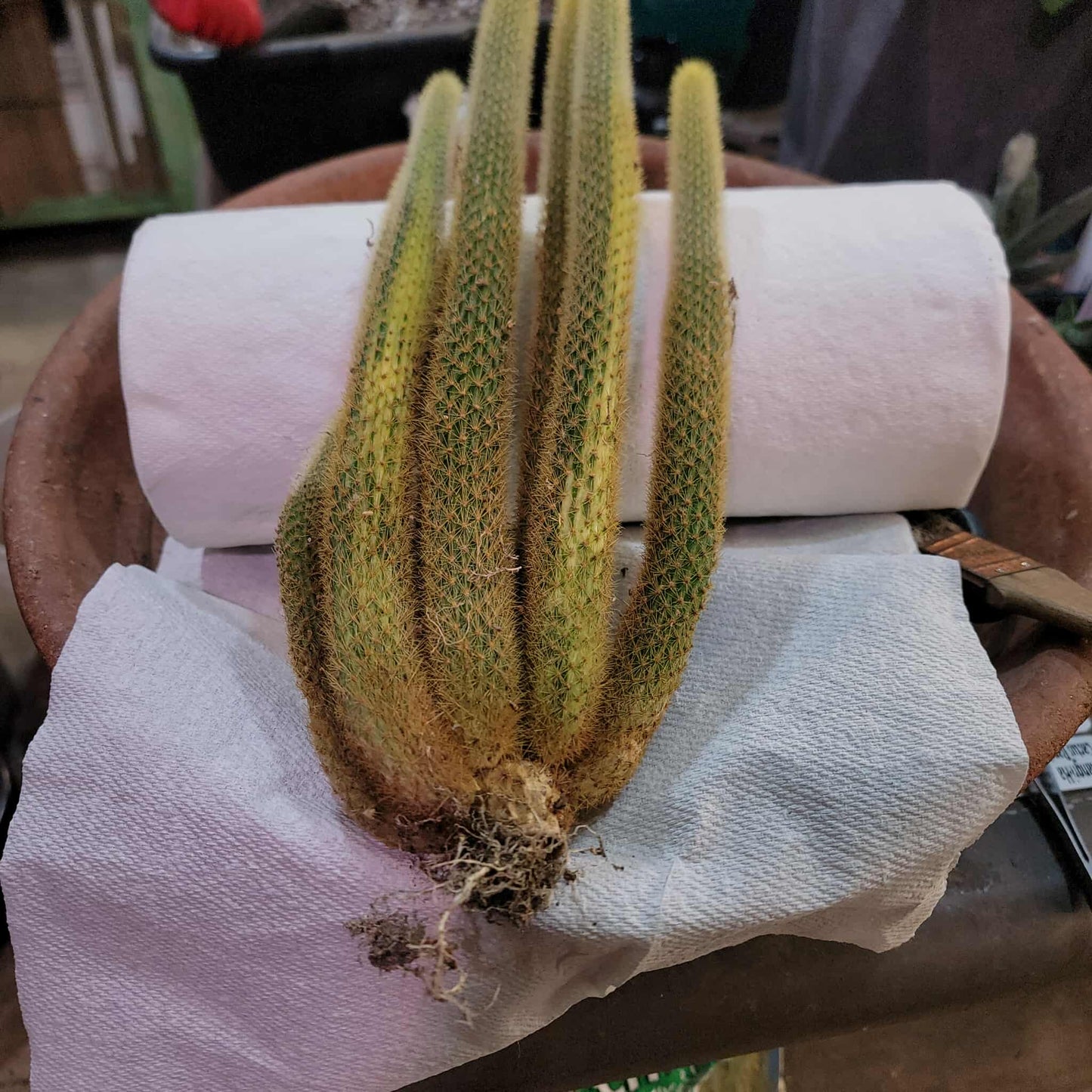 Cleistocactus winteri variegata - Variegated Golden Rat Tail Cactus
