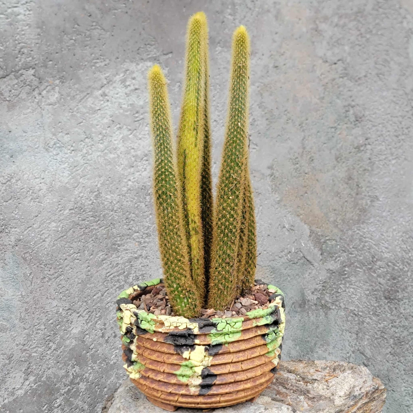 Cleistocactus winteri variegata - Variegated Golden Rat Tail Cactus