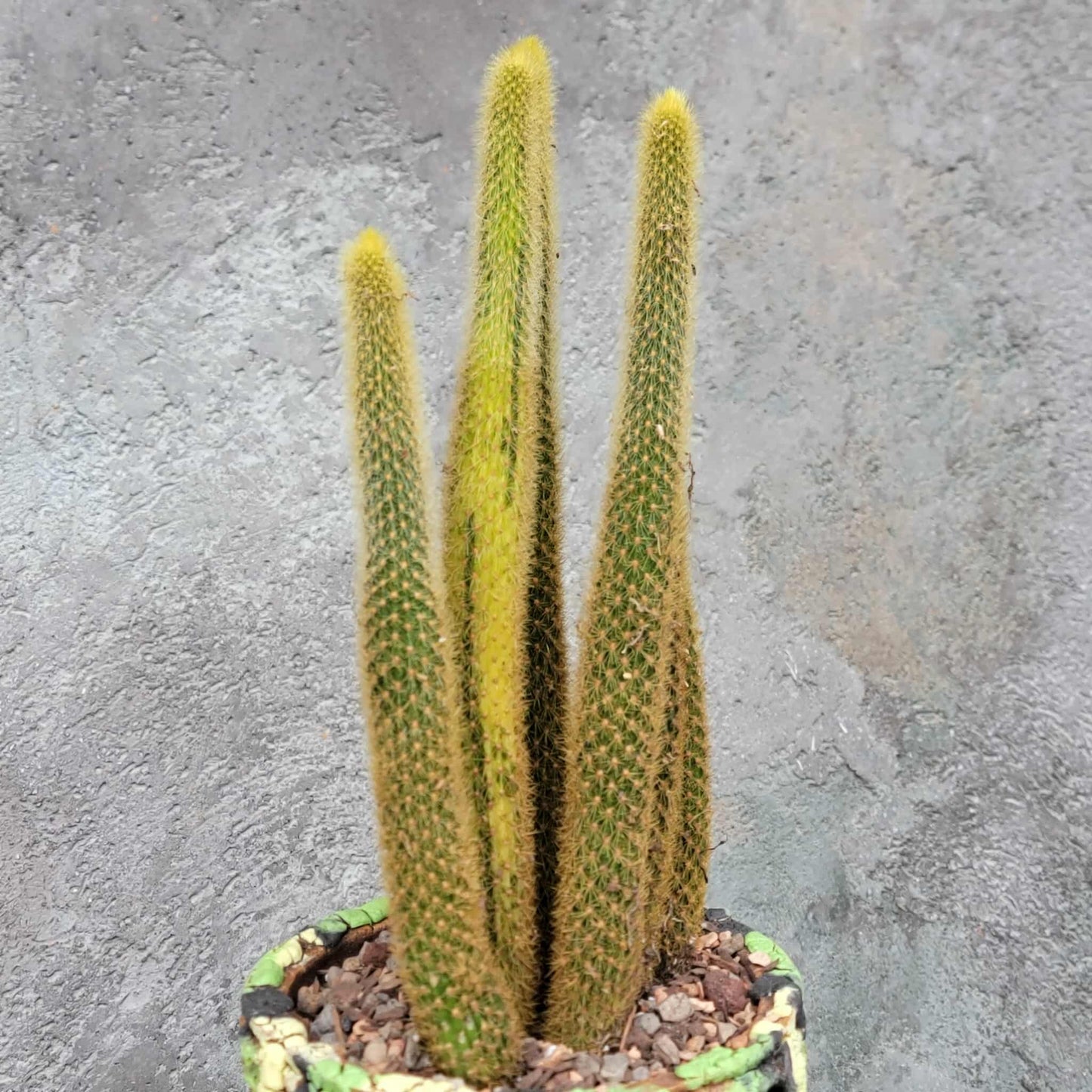 Cleistocactus winteri variegata - Variegated Golden Rat Tail Cactus