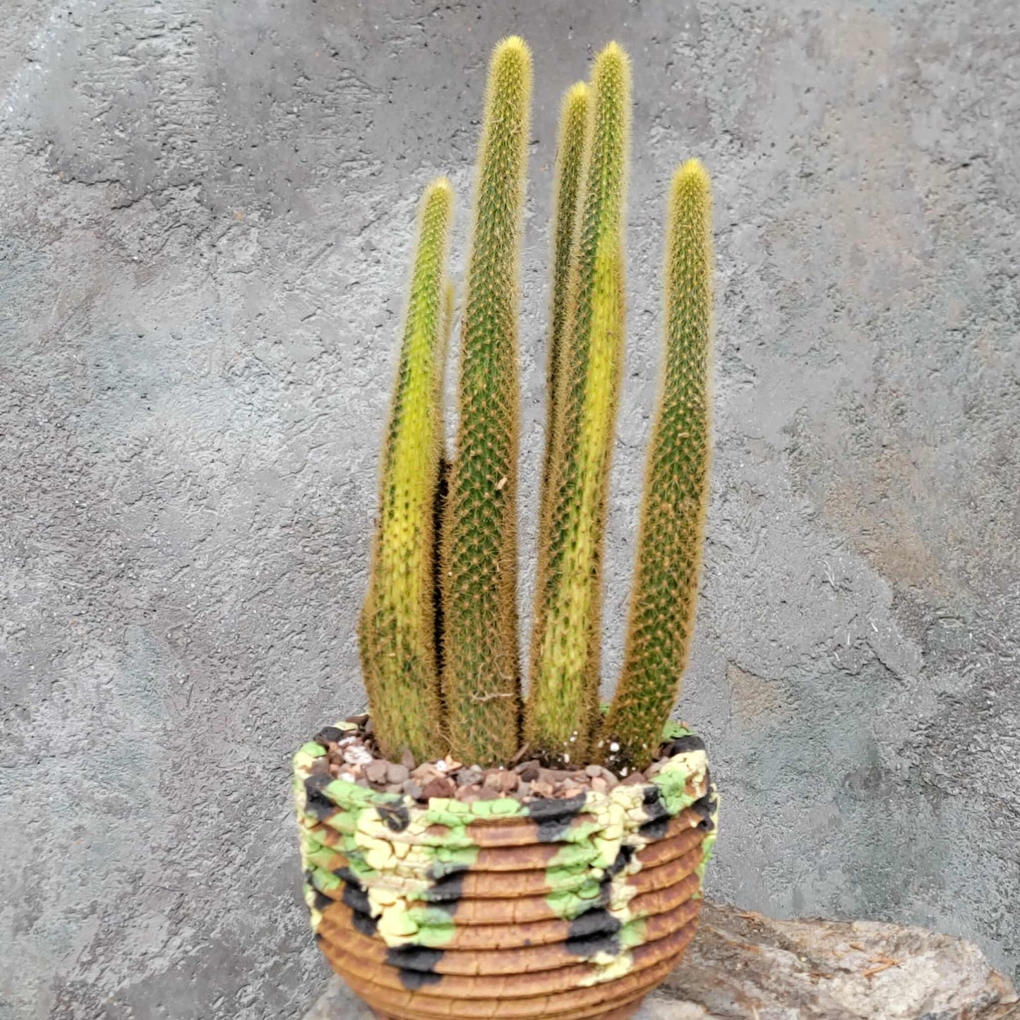 Cleistocactus winteri variegata - Variegated Golden Rat Tail Cactus