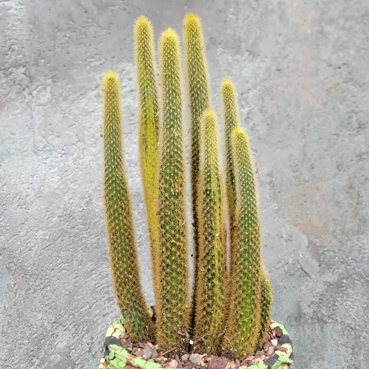 Cleistocactus winteri variegata - Variegated Golden Rat Tail Cactus