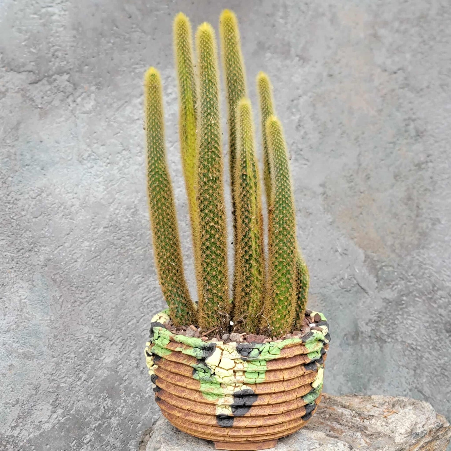 Cleistocactus winteri variegata - Variegated Golden Rat Tail Cactus