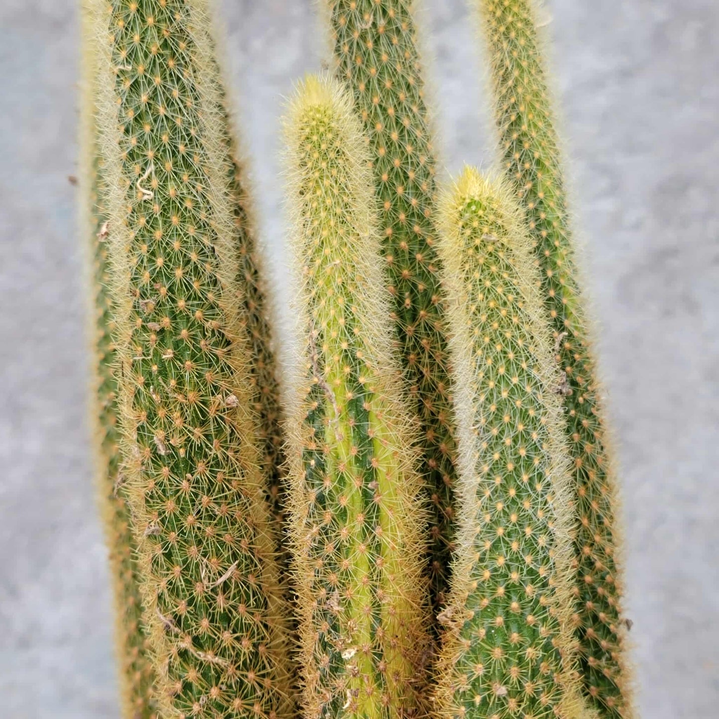 Cleistocactus winteri variegata - Variegated Golden Rat Tail Cactus
