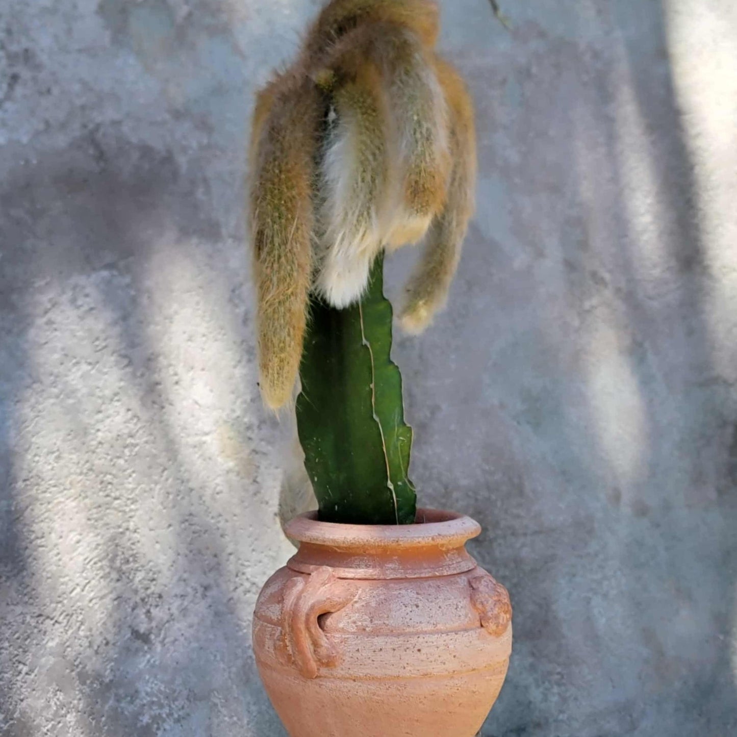 Cleistocactus colademononis - Monkey Tail Cactus