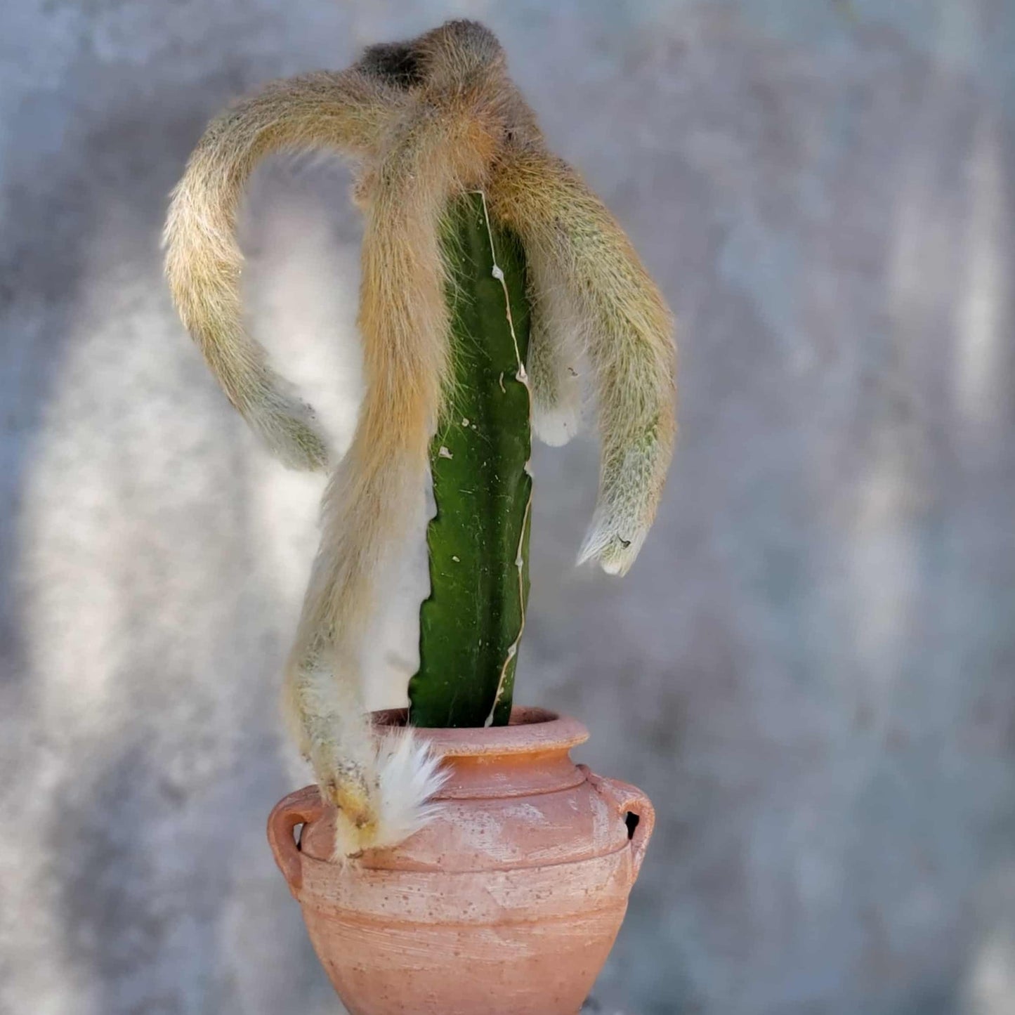Cleistocactus colademononis - Monkey Tail Cactus