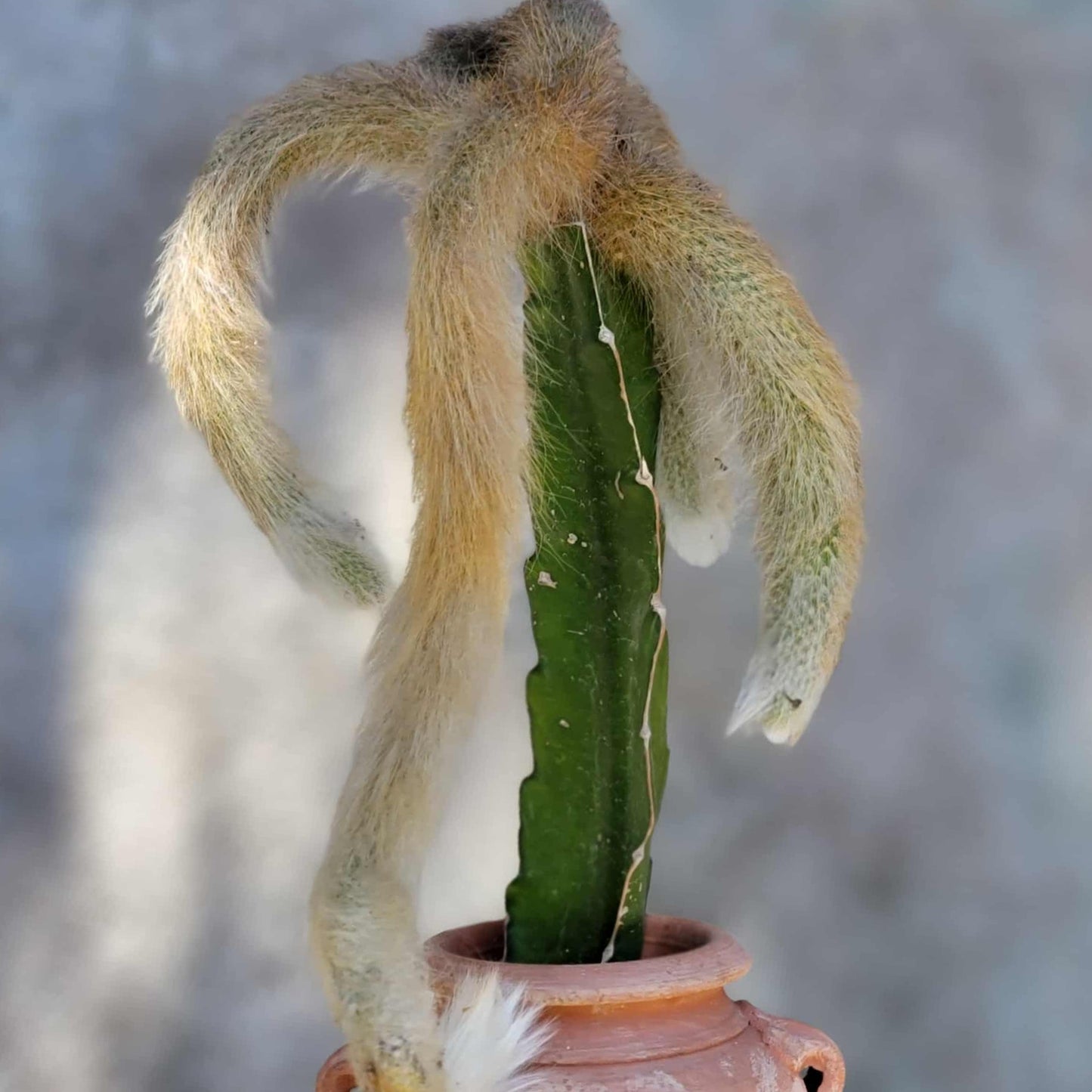 Cleistocactus colademononis - Monkey Tail Cactus