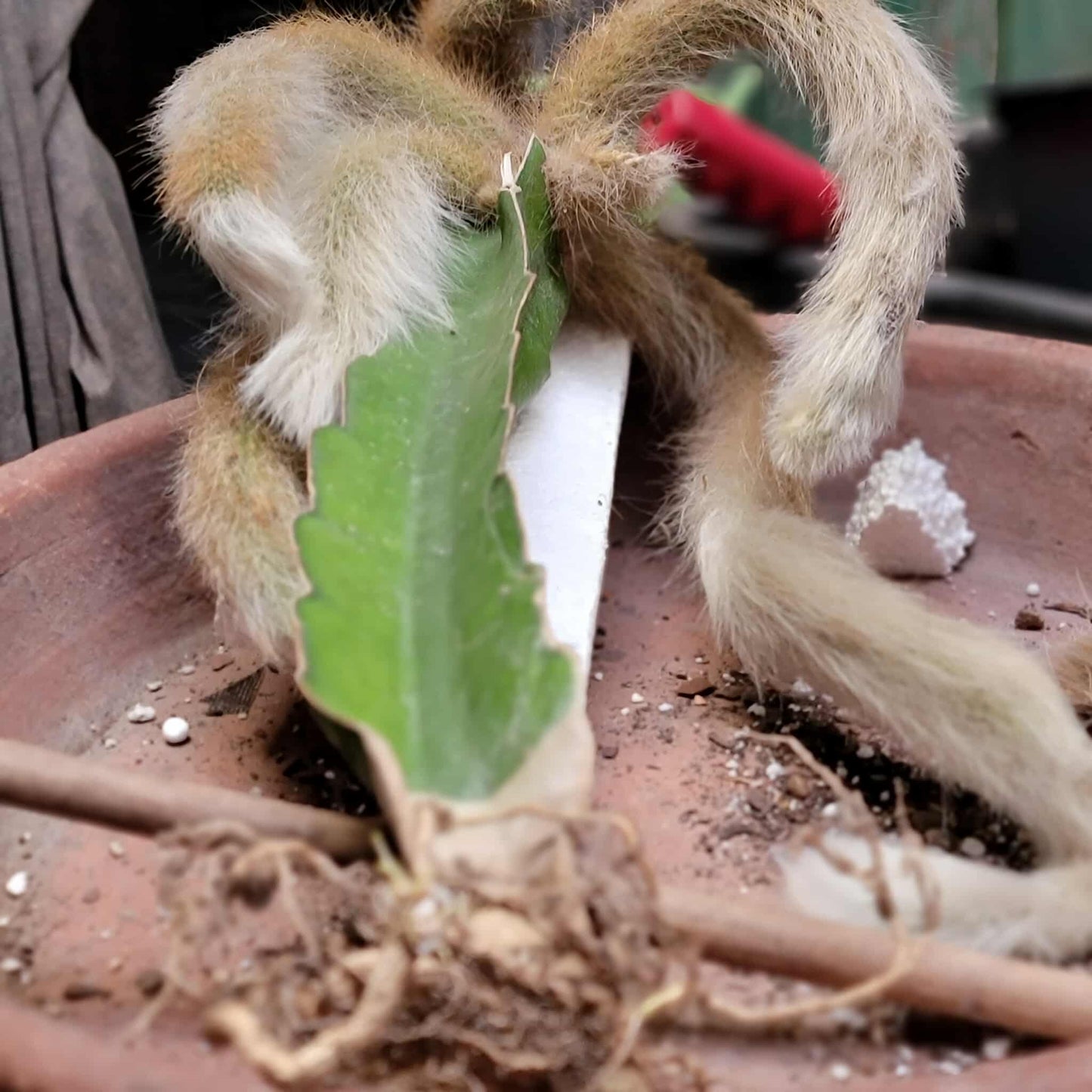 Cleistocactus colademononis - Monkey Tail Cactus