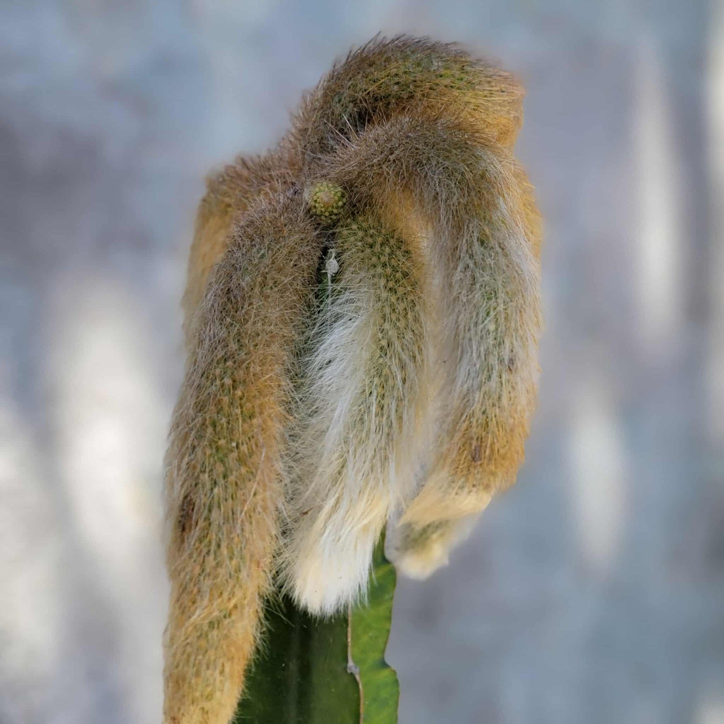 Cleistocactus colademononis - Monkey Tail Cactus