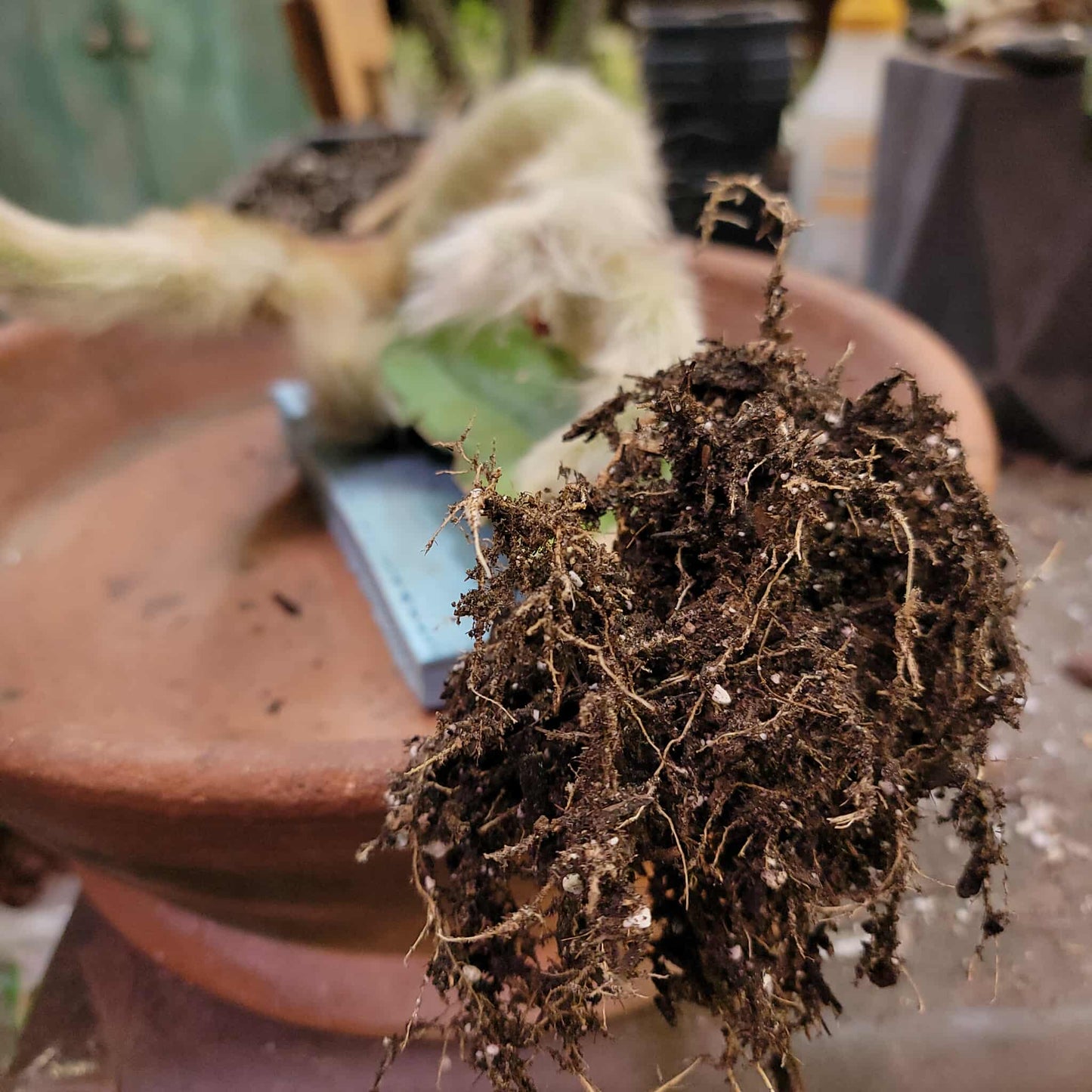 Cleistocactus colademononis - Monkey Tail Cactus