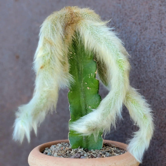 Cleistocactus colademononis - Monkey Tail Cactus