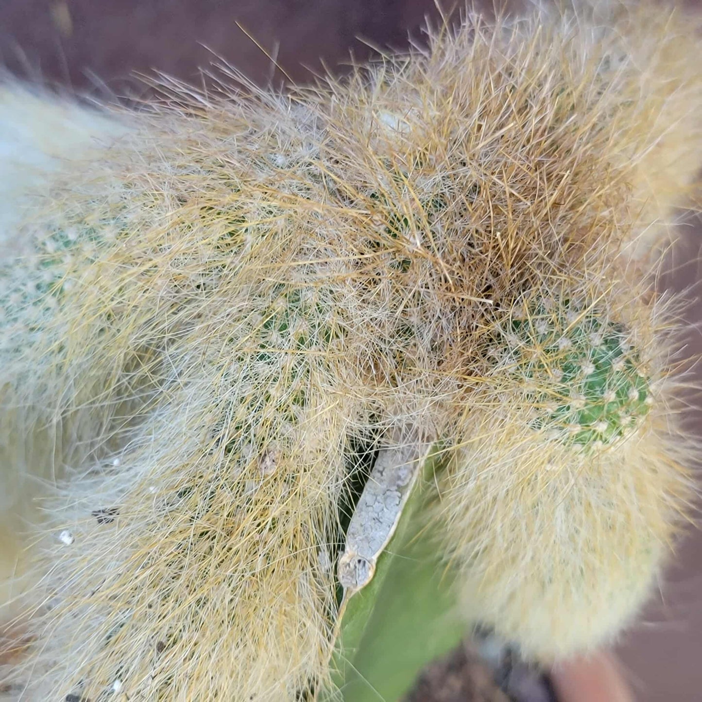 Cleistocactus colademononis - Monkey Tail Cactus