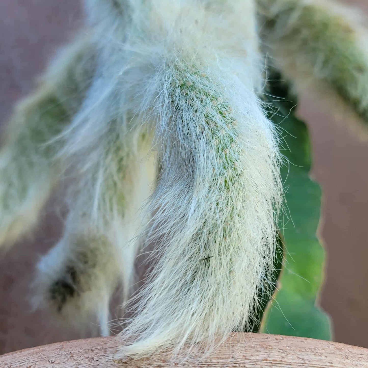 Cleistocactus colademononis - Monkey Tail Cactus