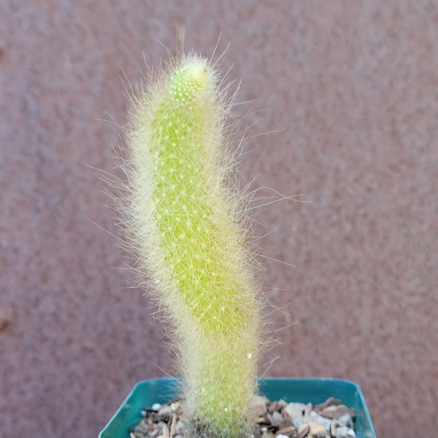 Cactus Bundle #1 - 4 Varieties